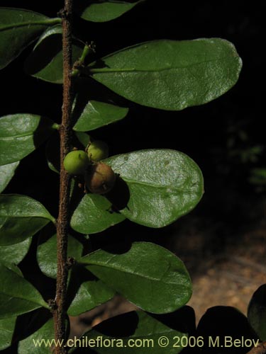 Bild von Azara microphylla (Chin-chin / Roblecillo). Klicken Sie, um den Ausschnitt zu vergrössern.