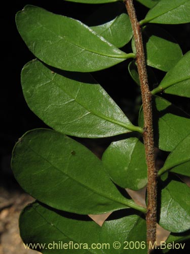 Image of Azara microphylla (Chin-chin / Roblecillo). Click to enlarge parts of image.