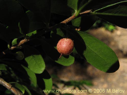 Imágen de Azara microphylla (Chin-chin / Roblecillo). Haga un clic para aumentar parte de imágen.