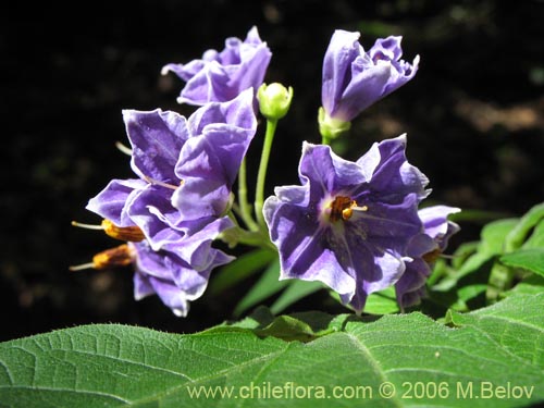 Фотография Solanum etuberosum (Tomatillo de flores grandes). Щелкните, чтобы увеличить вырез.