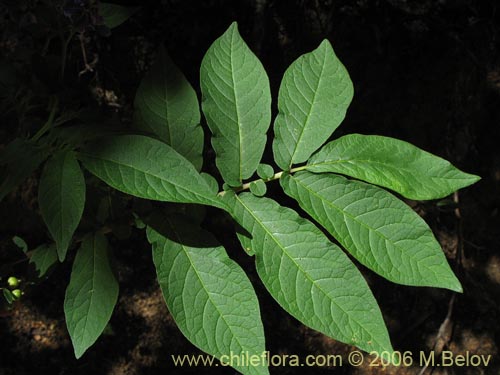 Image of Solanum etuberosum (Tomatillo de flores grandes). Click to enlarge parts of image.