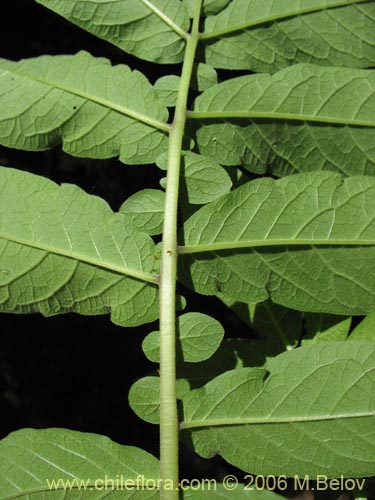 Image of Solanum etuberosum (Tomatillo de flores grandes). Click to enlarge parts of image.