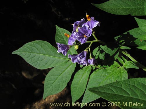 Imágen de Solanum etuberosum (Tomatillo de flores grandes). Haga un clic para aumentar parte de imágen.