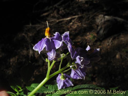 Imágen de Solanum etuberosum (Tomatillo de flores grandes). Haga un clic para aumentar parte de imágen.