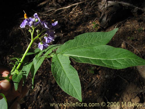 Imágen de Solanum etuberosum (Tomatillo de flores grandes). Haga un clic para aumentar parte de imágen.