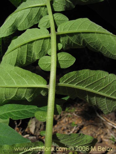 Imágen de Solanum etuberosum (Tomatillo de flores grandes). Haga un clic para aumentar parte de imágen.