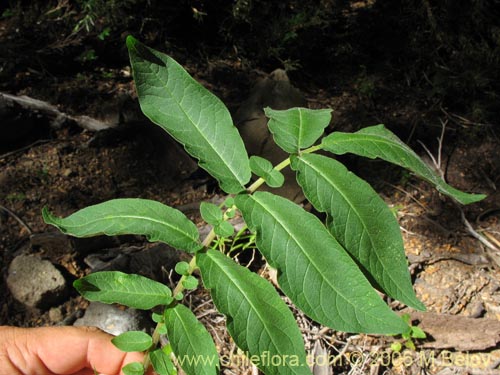 Solanum etuberosumの写真