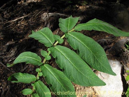 Imágen de Solanum etuberosum (Tomatillo de flores grandes). Haga un clic para aumentar parte de imágen.