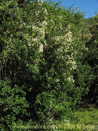 Imágen de Blepharocalyx cruckshanksii (Temu / Palo colorado). Haga un clic para aumentar parte de imágen.