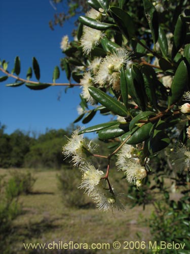 Image of Blepharocalyx cruckshanksii (Temu / Palo colorado). Click to enlarge parts of image.