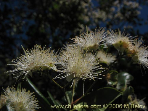 Фотография Blepharocalyx cruckshanksii (Temu / Palo colorado). Щелкните, чтобы увеличить вырез.