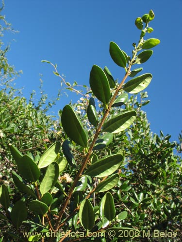 Image of Blepharocalyx cruckshanksii (Temu / Palo colorado). Click to enlarge parts of image.