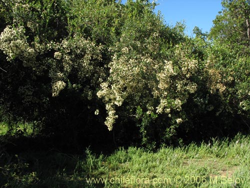 Image of Blepharocalyx cruckshanksii (Temu / Palo colorado). Click to enlarge parts of image.