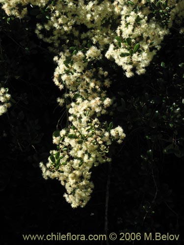 Imágen de Blepharocalyx cruckshanksii (Temu / Palo colorado). Haga un clic para aumentar parte de imágen.