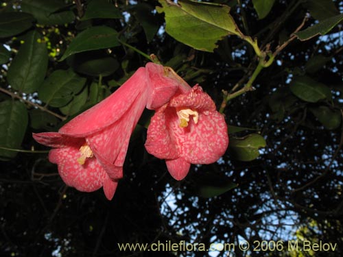 Imágen de Lapageria rosea (Copihue). Haga un clic para aumentar parte de imágen.