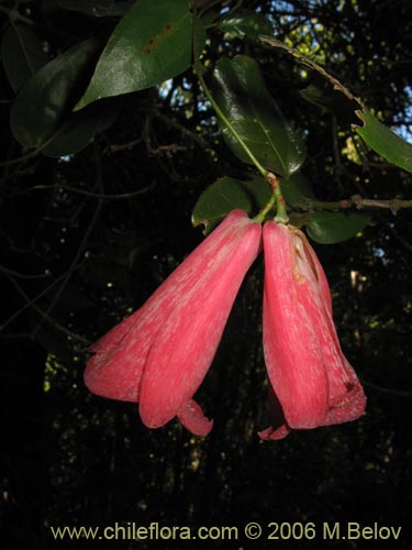 Фотография Lapageria rosea (Copihue). Щелкните, чтобы увеличить вырез.