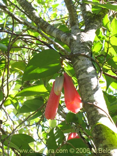 Imágen de Lapageria rosea (Copihue). Haga un clic para aumentar parte de imágen.