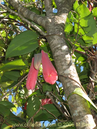 Imágen de Lapageria rosea (Copihue). Haga un clic para aumentar parte de imágen.