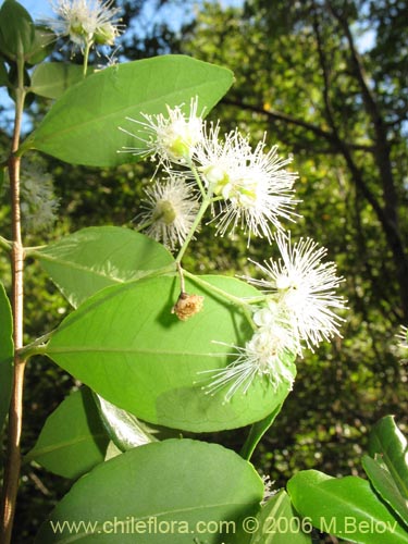 Image of Blepharocalyx cruckshanksii (Temu / Palo colorado). Click to enlarge parts of image.