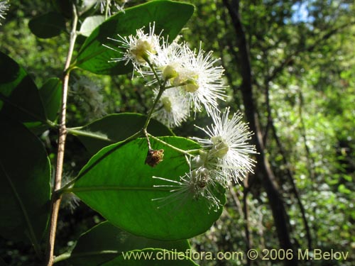 Image of Blepharocalyx cruckshanksii (Temu / Palo colorado). Click to enlarge parts of image.