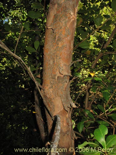 Фотография Blepharocalyx cruckshanksii (Temu / Palo colorado). Щелкните, чтобы увеличить вырез.