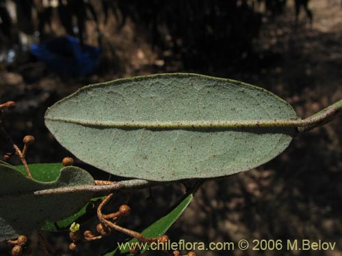 Image of Aextoxicon punctatum (Olivillo / Palo muerto). Click to enlarge parts of image.