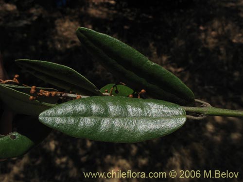 Image of Aextoxicon punctatum (Olivillo / Palo muerto). Click to enlarge parts of image.