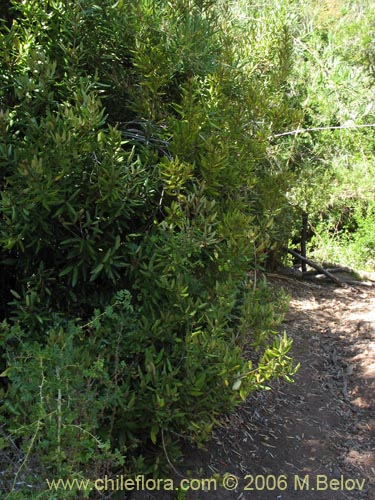 Imágen de Aextoxicon punctatum (Olivillo / Palo muerto). Haga un clic para aumentar parte de imágen.