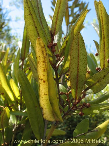 Image of Aextoxicon punctatum (Olivillo / Palo muerto). Click to enlarge parts of image.