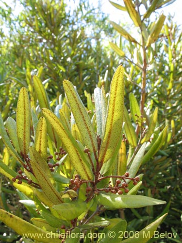 Image of Aextoxicon punctatum (Olivillo / Palo muerto). Click to enlarge parts of image.