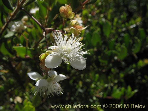 Image of Luma apiculata (Arrayan / Palo colorado). Click to enlarge parts of image.