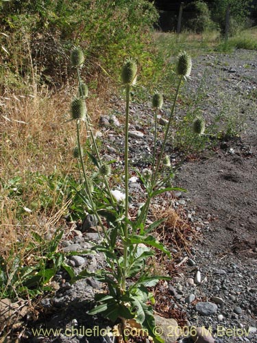 Image of Dipsacus sativus (Carda / Cardilla). Click to enlarge parts of image.