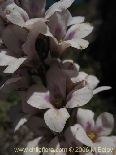 Imágen de Francoa appendiculata (Llaupangue / Vara de mármol). Haga un clic para aumentar parte de imágen.