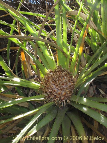 Bild von Ochagavia carnea (Cardoncillo). Klicken Sie, um den Ausschnitt zu vergrössern.