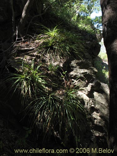 Bild von Ochagavia carnea (Cardoncillo). Klicken Sie, um den Ausschnitt zu vergrössern.