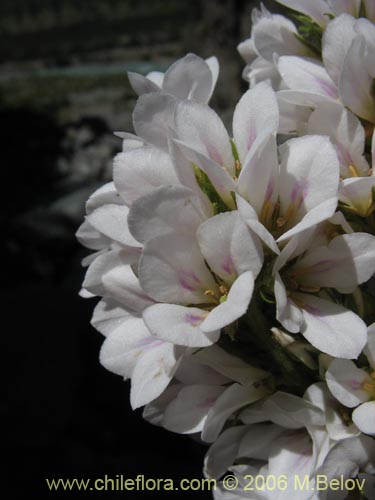 Bild von Francoa appendiculata (Llaupangue / Vara de mármol). Klicken Sie, um den Ausschnitt zu vergrössern.