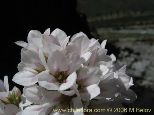 Imágen de Francoa appendiculata (Llaupangue / Vara de mármol). Haga un clic para aumentar parte de imágen.