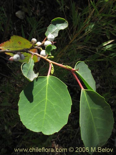 Image of Azara petiolaris (Maquicillo). Click to enlarge parts of image.