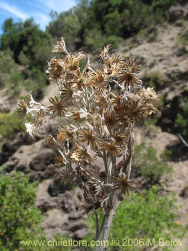 Фотография Acrisione denticulata (Palpalén / Palo de yegua). Щелкните, чтобы увеличить вырез.