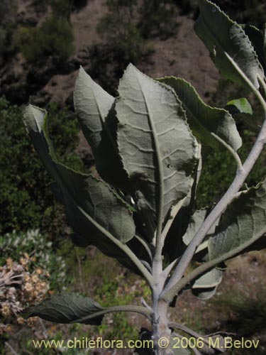 Фотография Acrisione denticulata (Palpalén / Palo de yegua). Щелкните, чтобы увеличить вырез.