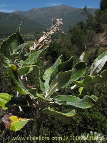 Imágen de Acrisione denticulata (Palpalén / Palo de yegua). Haga un clic para aumentar parte de imágen.