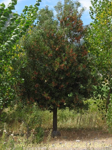 Imágen de Acacia melanoxylon (Aromo australiano / Acacia negra). Haga un clic para aumentar parte de imágen.