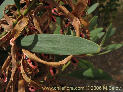 Imágen de Acacia melanoxylon (Aromo australiano / Acacia negra). Haga un clic para aumentar parte de imágen.