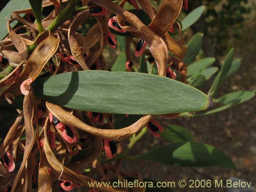 Image of Acacia melanoxylon (Aromo australiano / Acacia negra). Click to enlarge parts of image.