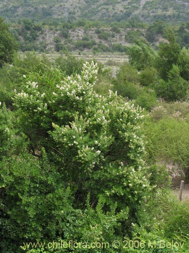 Image of Escallonia revoluta (Lun). Click to enlarge parts of image.