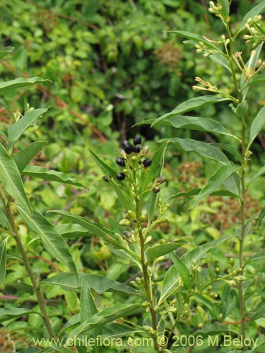 Imágen de Cestrum parqui (Palqui / Parqui / Hediondilla). Haga un clic para aumentar parte de imágen.