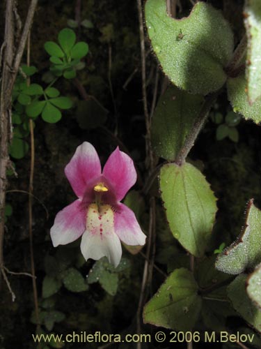 Bild von Mimulus naiandinus (Berro rosado). Klicken Sie, um den Ausschnitt zu vergrössern.