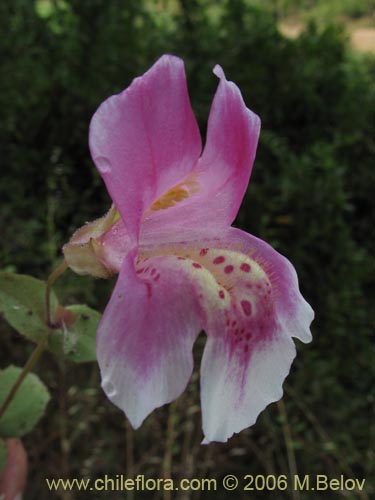 Bild von Mimulus naiandinus (Berro rosado). Klicken Sie, um den Ausschnitt zu vergrössern.