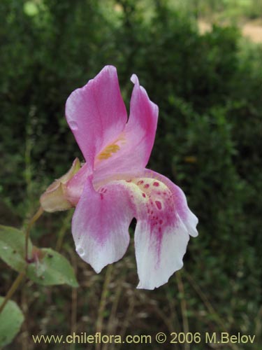 Image of Mimulus naiandinus (Berro rosado). Click to enlarge parts of image.