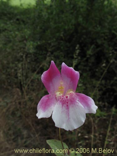 Bild von Mimulus naiandinus (Berro rosado). Klicken Sie, um den Ausschnitt zu vergrössern.